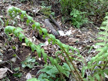 Polystichum cfr. setiferum